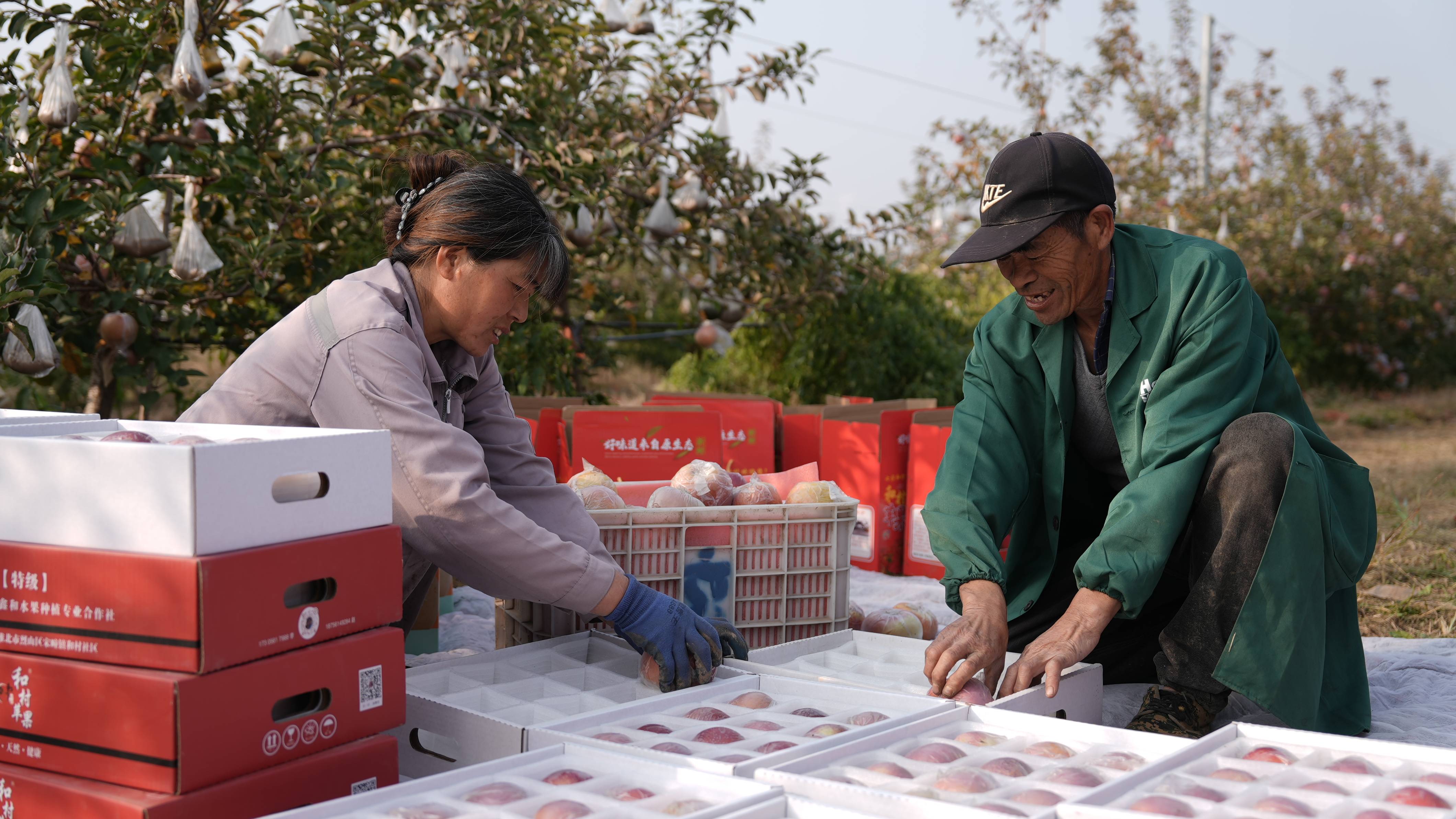 皇冠信用网平台开户
_“淮北为啥不种橘子皇冠信用网平台开户
？”果农：因为我们有更甜的王牌